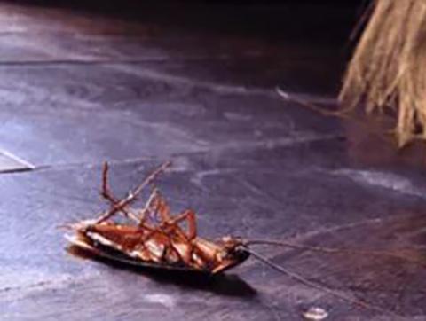 Advanced Pest Control