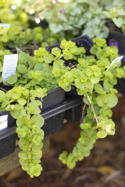 The Greenery Garden Center Gift & Home