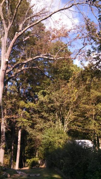 Sidden Tree Service