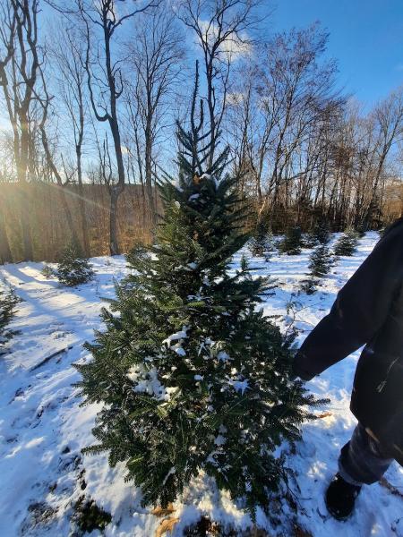 Crane Hill Tree Farm