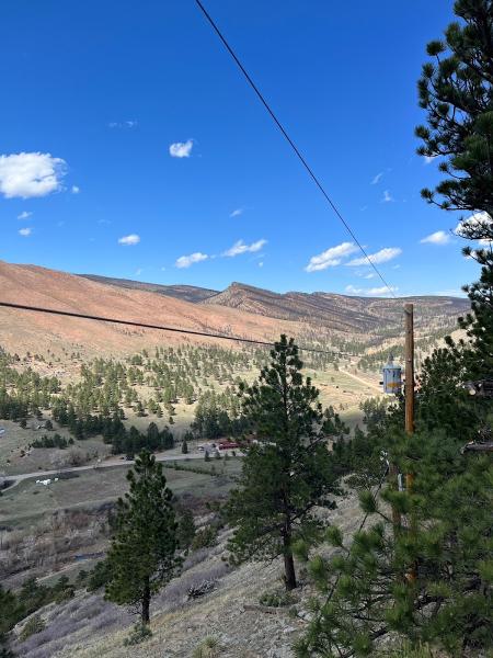 Foothills Tree Experts