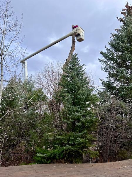 Foothills Tree Experts