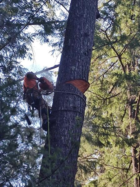 All In 1 Tree and Timber