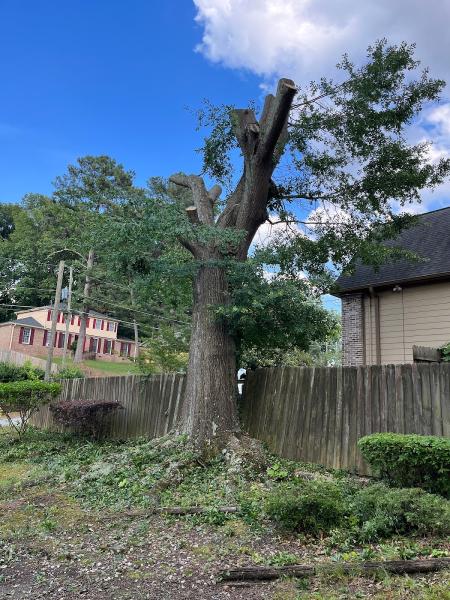 Atlanta Premier Tree Solutions