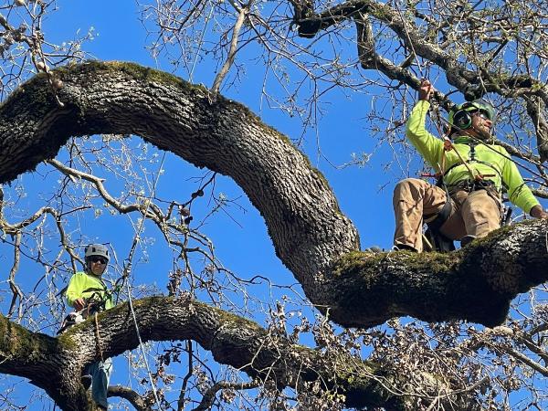 Treepro Professional Tree Care