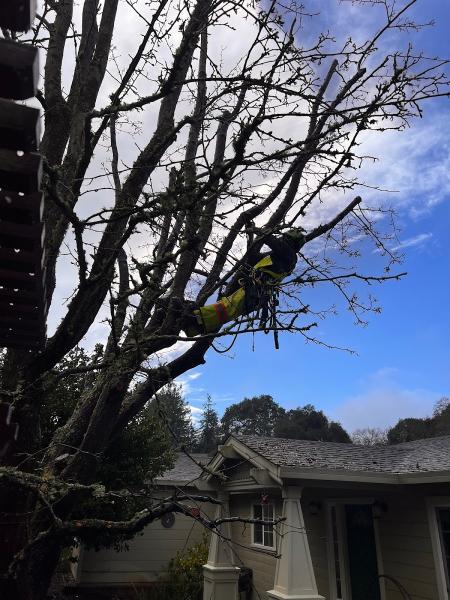 Treepro Professional Tree Care