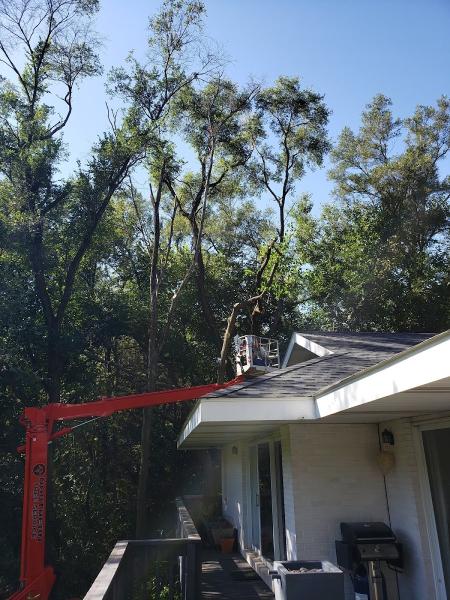 Northern Tree Services