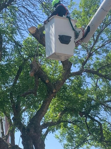 Drury Tree Service
