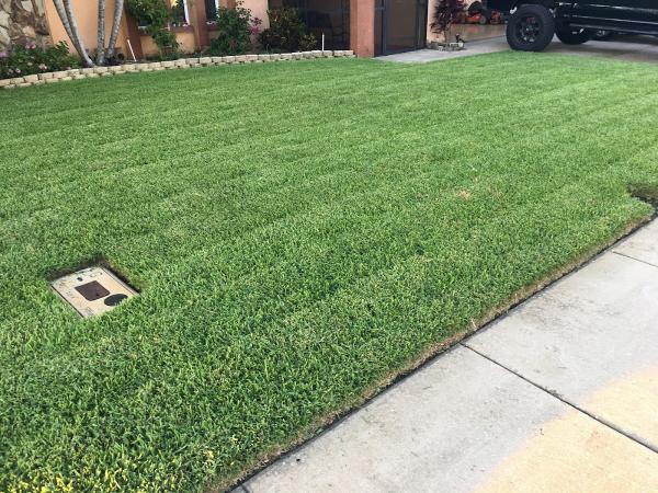 Florida Grown Lawn & Ornamental