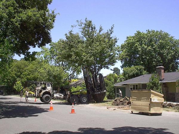 Larry Weltch Tree Relocation
