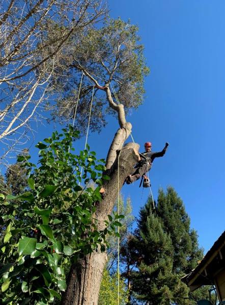Ned Patchett Tree Care & Consulting