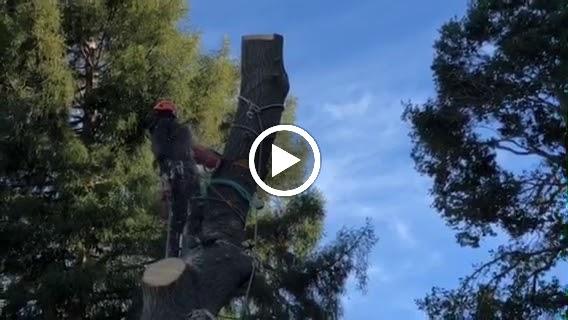 Ned Patchett Tree Care & Consulting