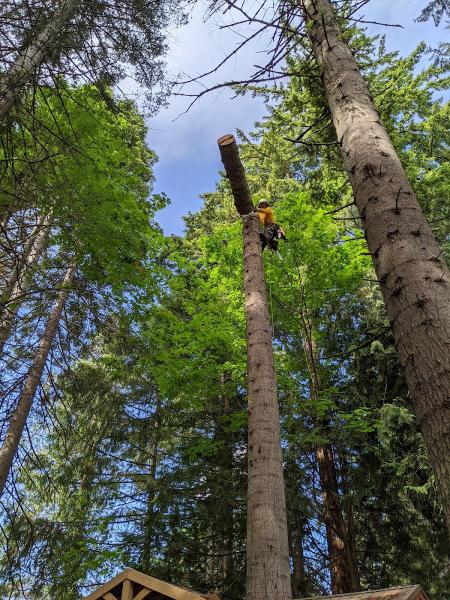 White's Tree Care