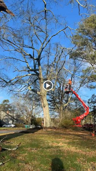 Wichos Tree Service Llc