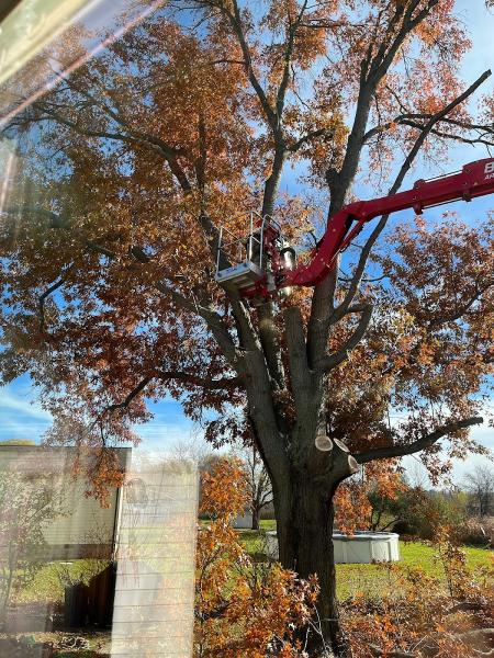 Brongo's Tree Service