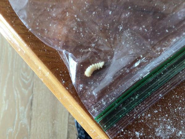Eagle Pest Solutions