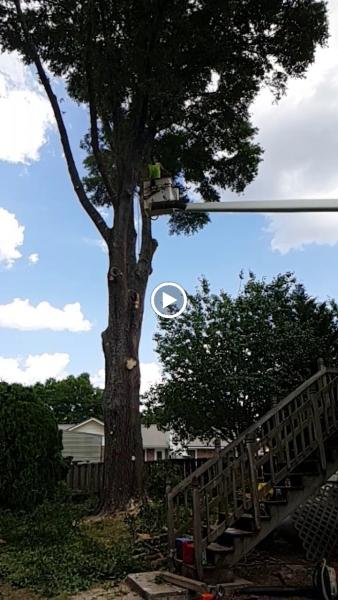 A1 Tree Service
