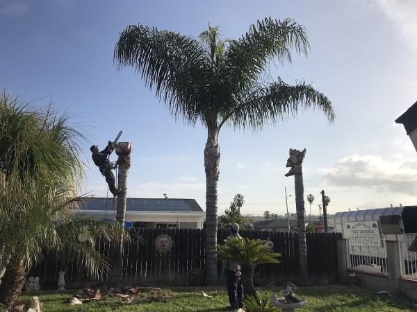 Hector Salas Tree Service
