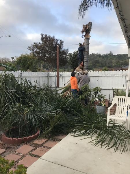 Hector Salas Tree Service