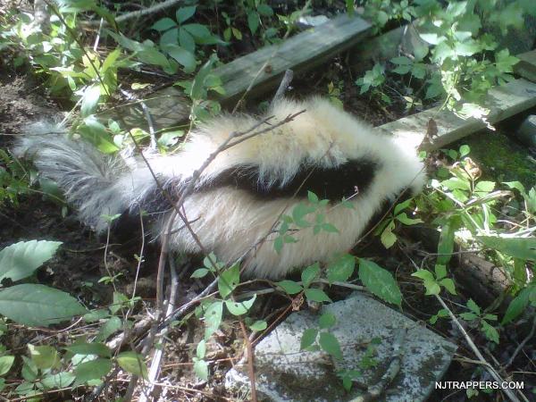 NJ Trappers Wildlife Services- Animal and Wildlife Removal
