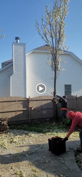 Dany Tree Service