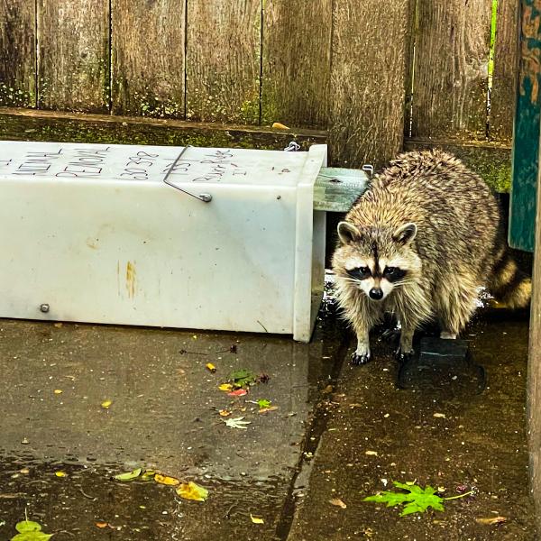 All Animal Removal & Restoration