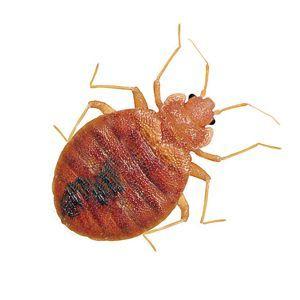Northeast Pest Control Inc