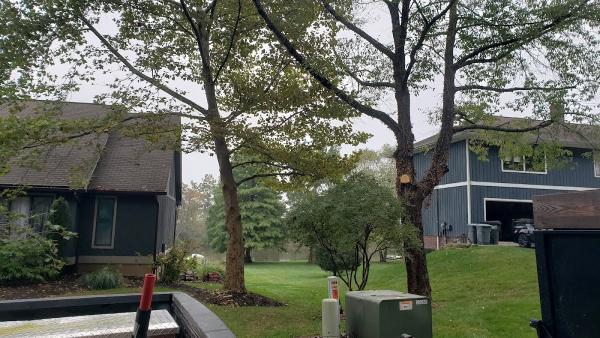 Stevenson's Stump Grinding