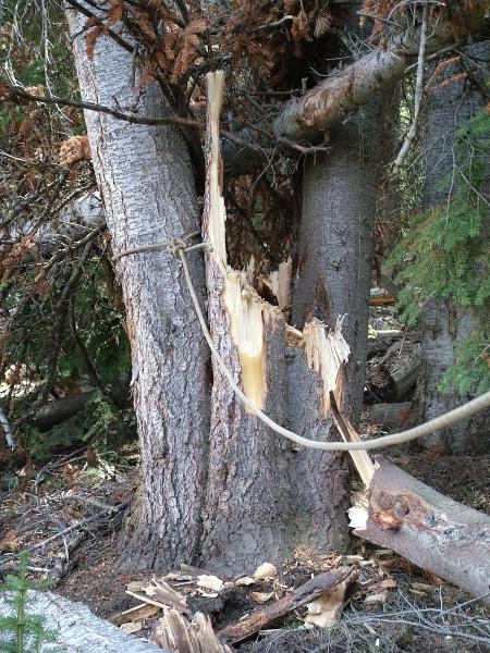 Young's Tree and Forestry