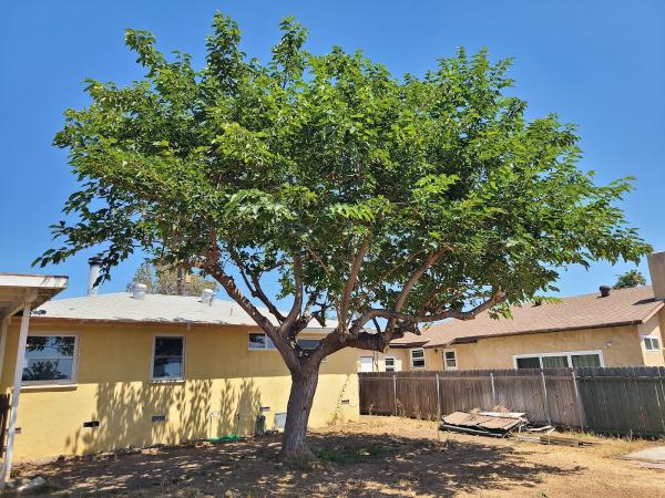 Oceanside Tree Service John Carter