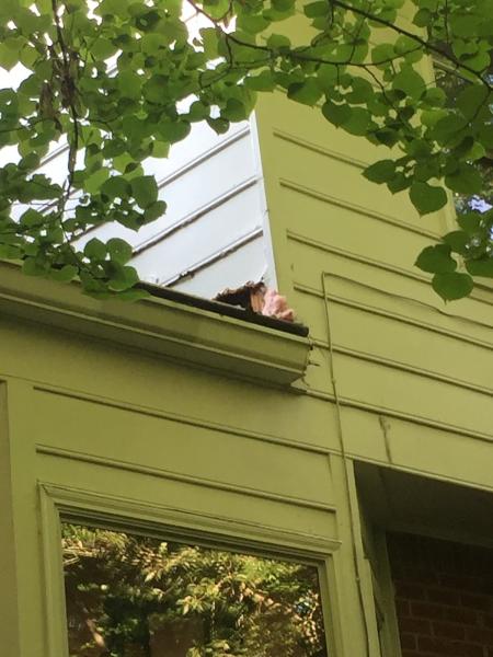 Mayday Pest Control