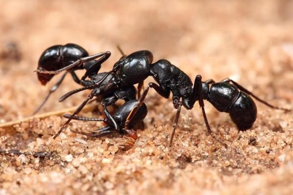 Smart Pest Control