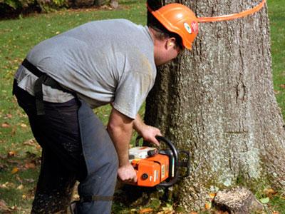 Scott Carlson Certified Arborists