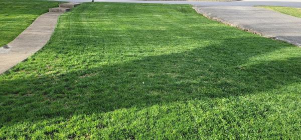 Pure Green