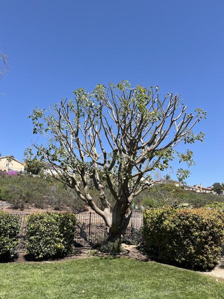 San Diego Tree Care