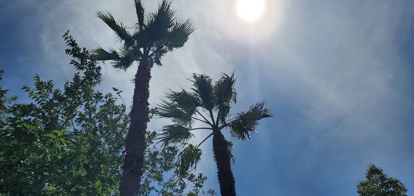 San Diego Tree Care