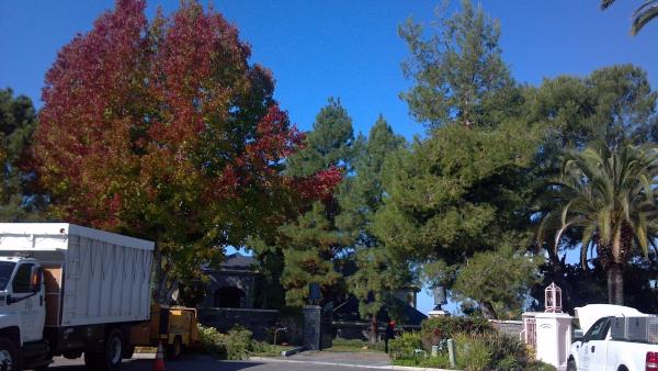 San Diego Tree Care