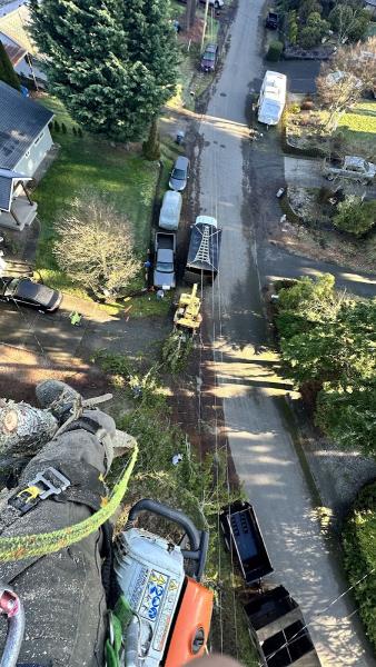 Five Star Tree Service