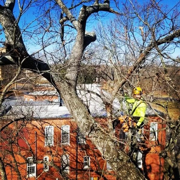 Tree Raker Llc.