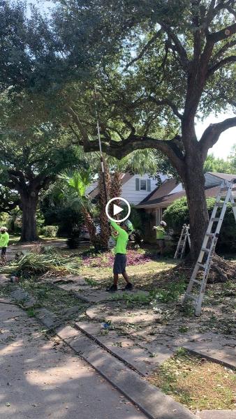 A Perfect Cut Tree Service