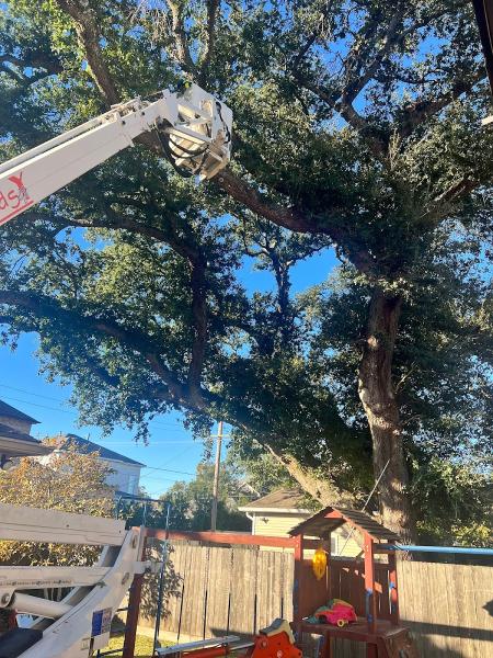 A Perfect Cut Tree Service