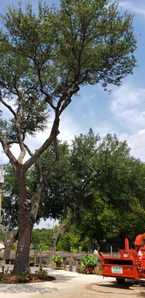 Pineda Tree Service