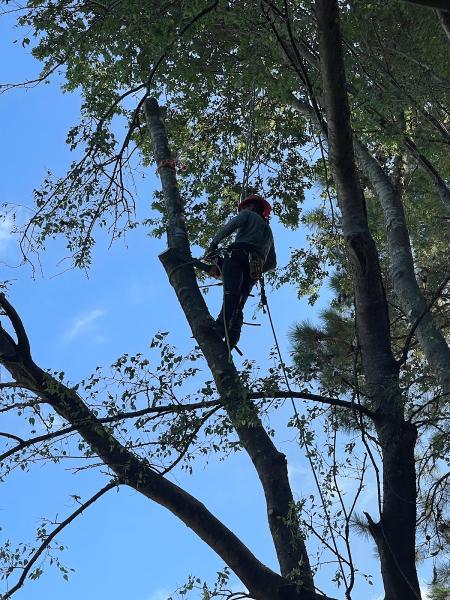 Pineda Tree Service