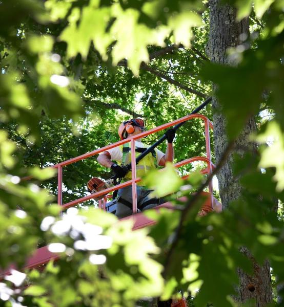 Manhattan Tree Services NYC