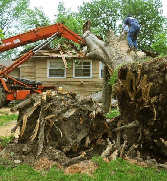 Manhattan Tree Services NYC