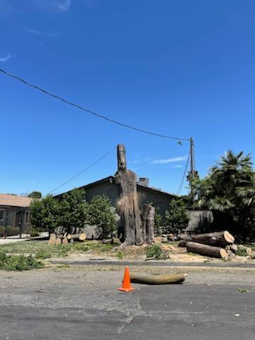 Evergreen Tree Trimming and Removal Service