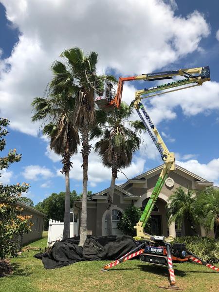Tampa Bay Tree Service