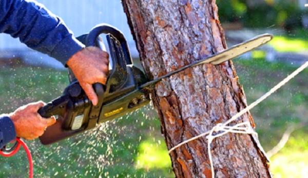 The Tree Man