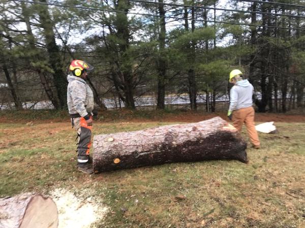 Affordable Tree Care