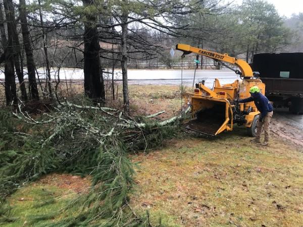 Affordable Tree Care